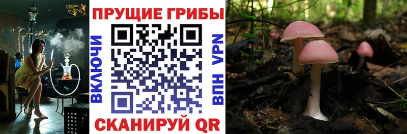 нарко площадка наркотические препараты  Сосногорск  Псилоцибиновые грибы MAGIC MUSHROOMS 